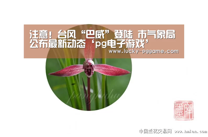 注意!台风“巴威”登陆 市气象局公布最新动态‘pg电子游戏’(图3) pg电子